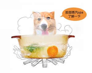 狗狗绝育术后营养餐