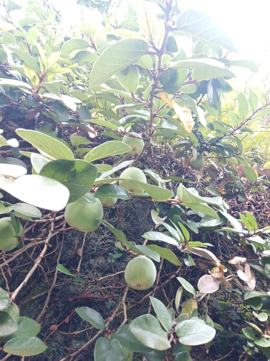 凉粉果→搓凉粉的做法