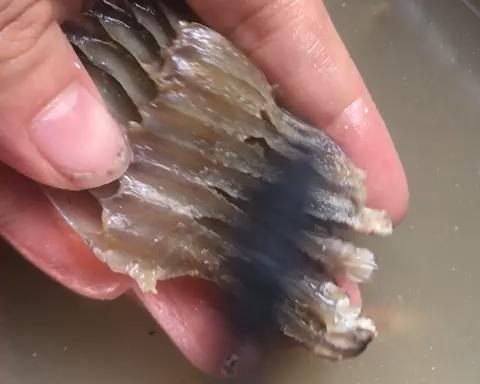 膨鱼鳃的清洗方法(小儿退烧汤)