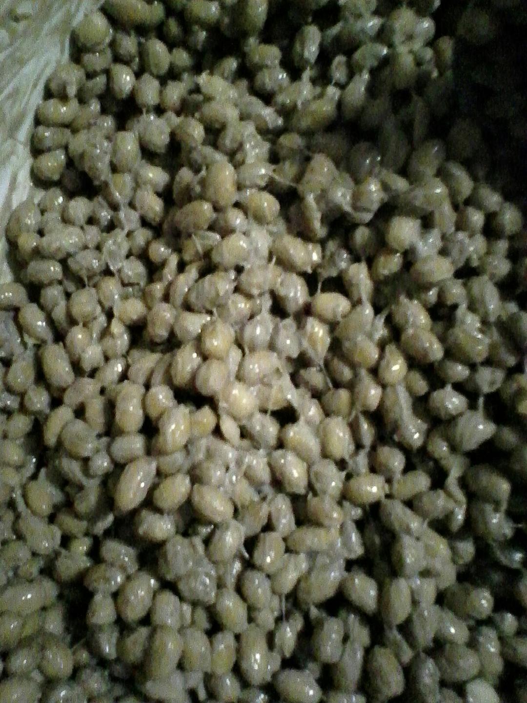发酵鲜豆豉