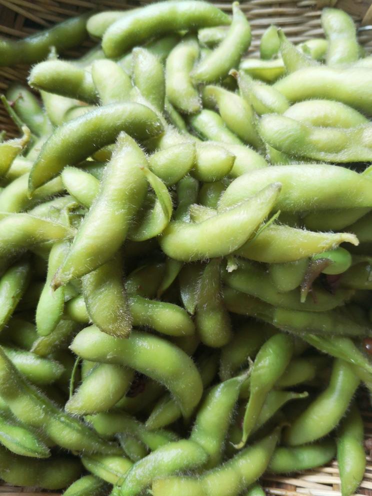 煮毛豆