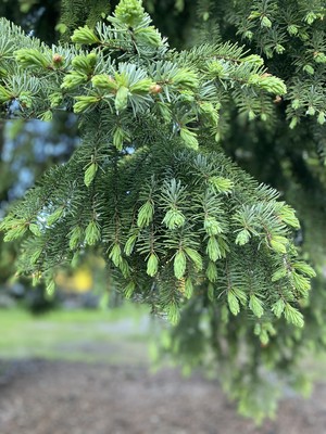 DIY芬兰云杉糖浆kuusenkerkkäsiirappi的做法 步骤1