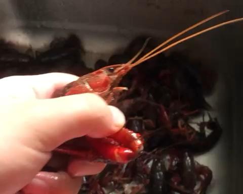彻底清洗清理小龙虾，简单又干净的做法 步骤10