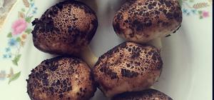 无油主食篇的封面