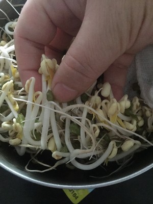 绿豆芽的做法 步骤3