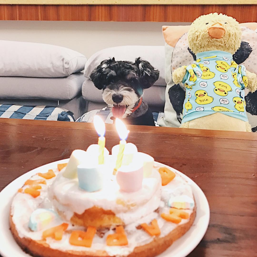小章鱼bubu做的汪星人生日蛋糕(无糖,狗狗专属)