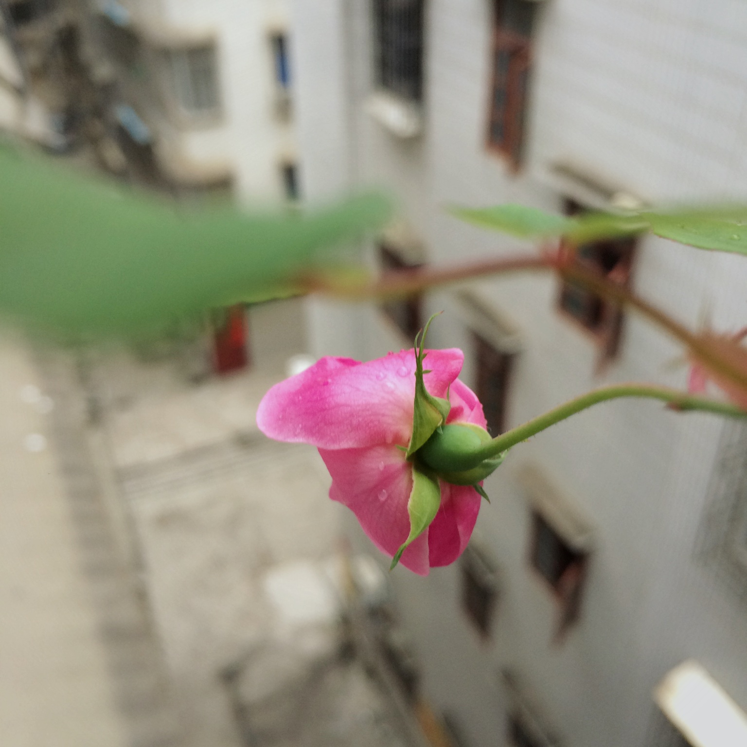 莹影不离