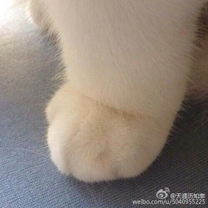 面包牛奶的小屋