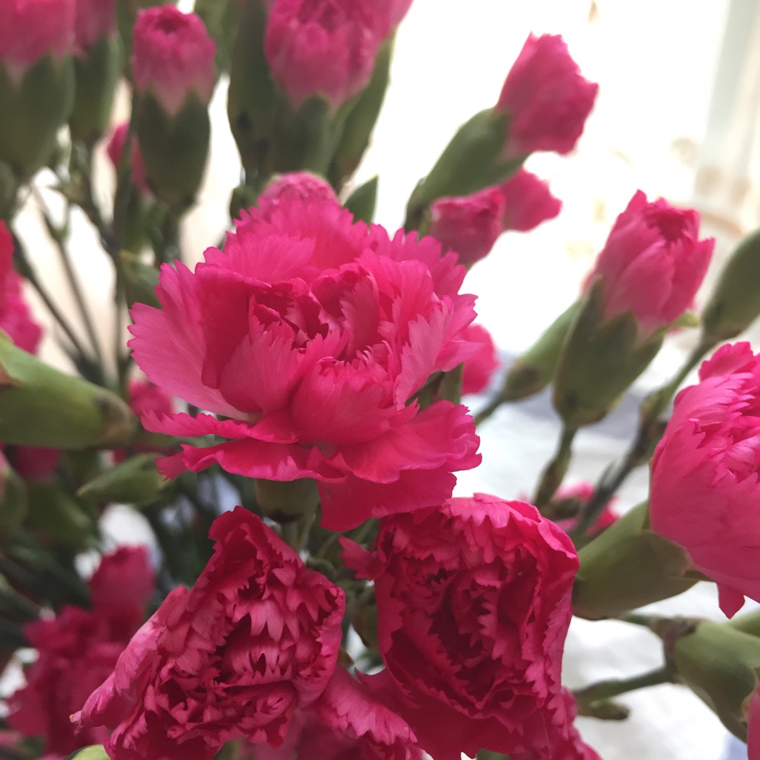 blue star少女杂货铺