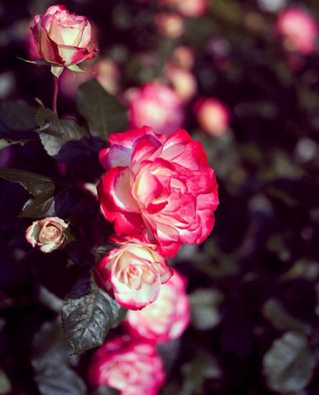 可爱多的美食美刻