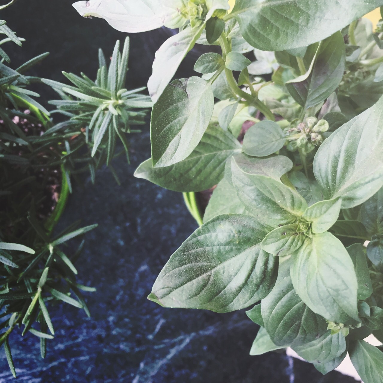厨房种香草（tips大汇总…缓慢更新）