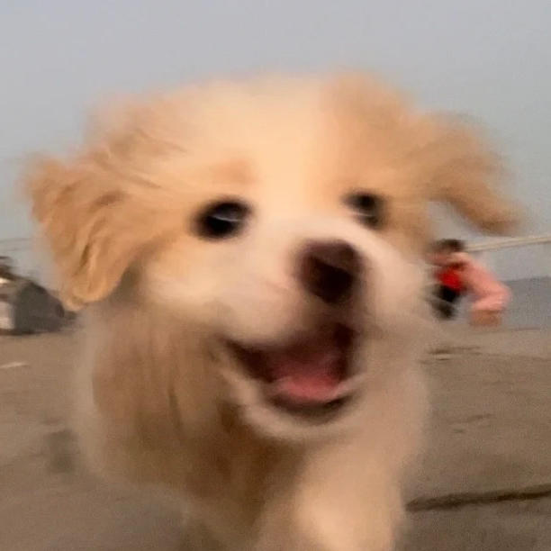 栩栩_yo