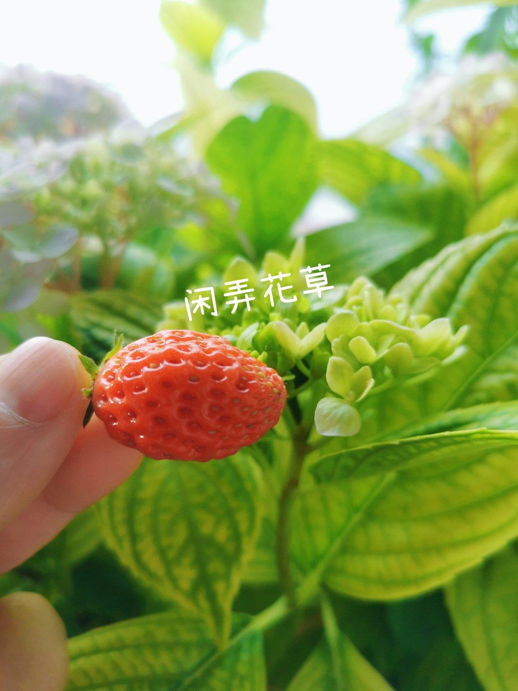 芝芝莓莓～homemade