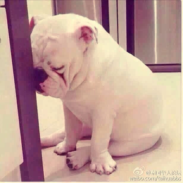 馨小胖