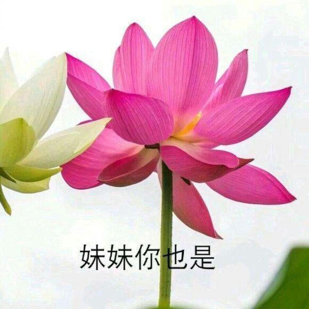 北海第七邪修