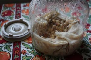 自制干豆豉+水豆豉的做法 步骤1