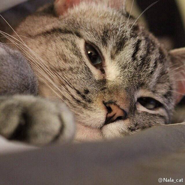 晒太阳的蘑菇菌