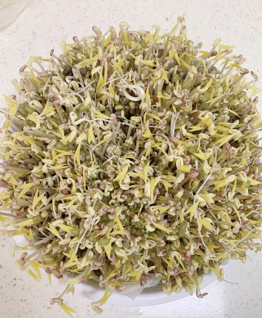 自制豆芽