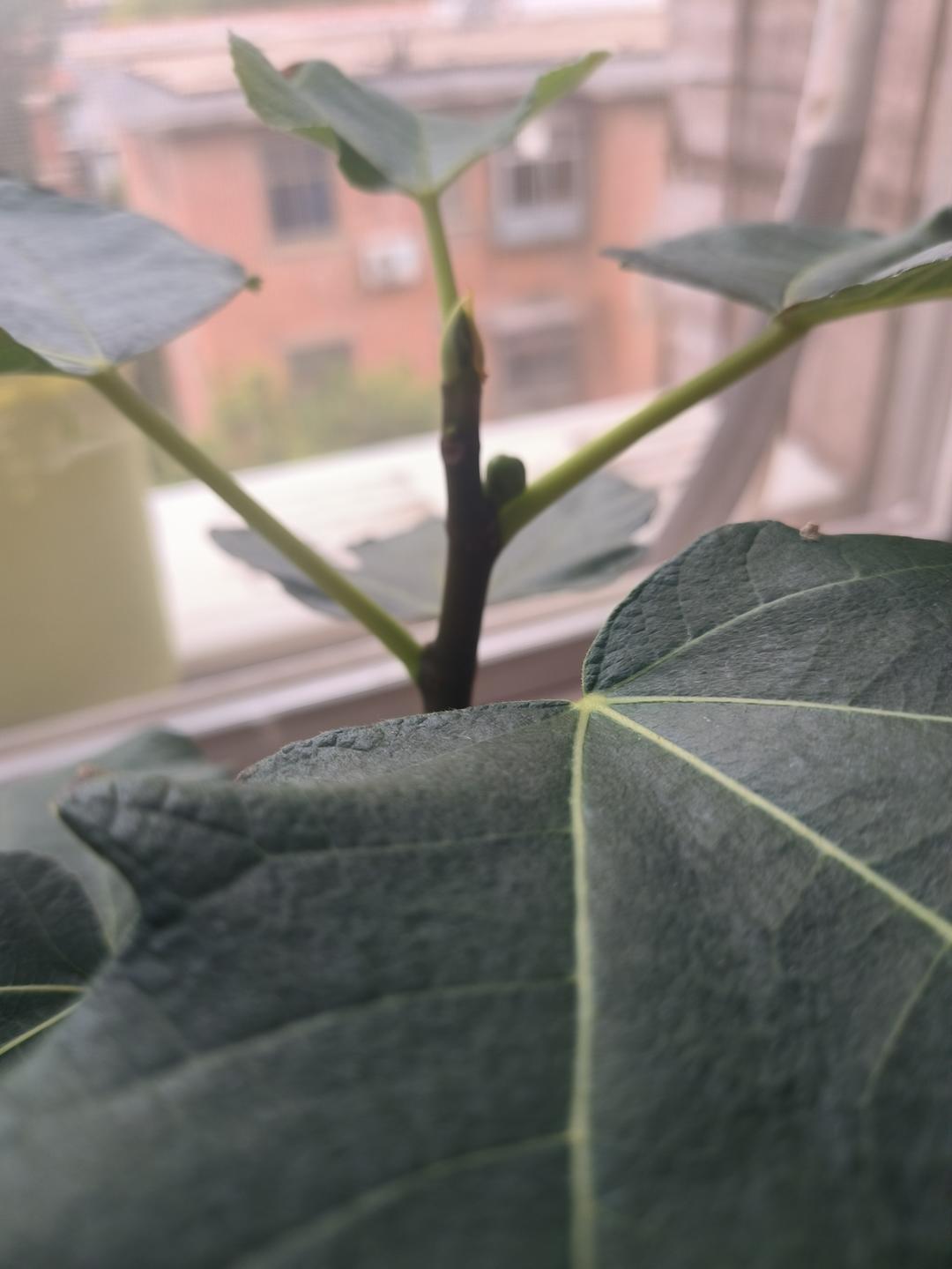 243 种植无花果每个月该做的事，盆栽地栽的做法