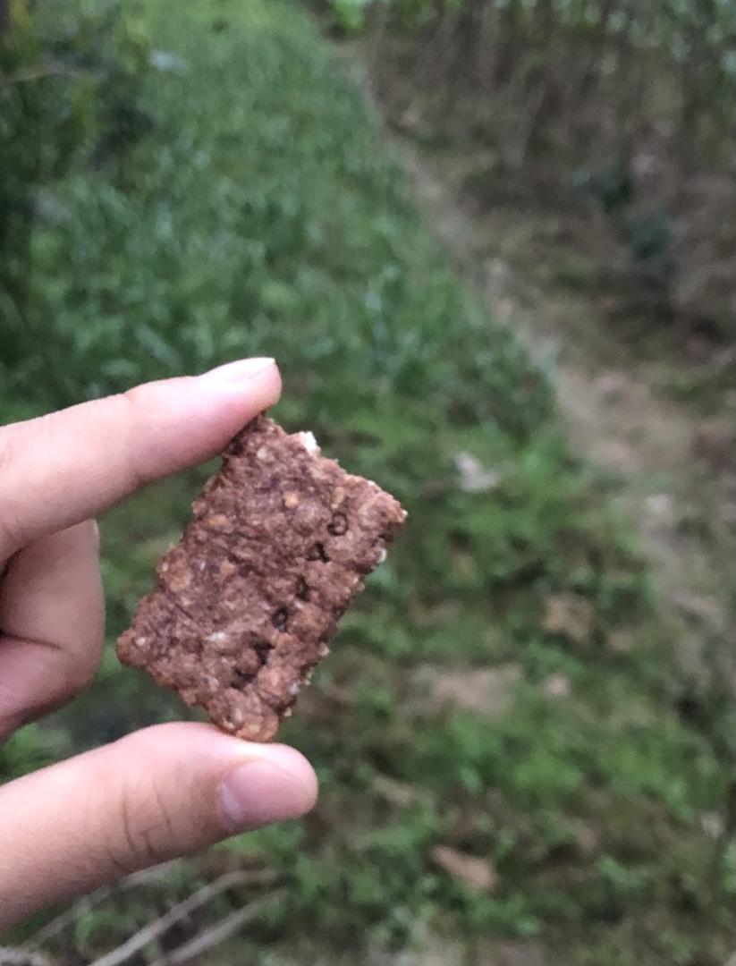 低脂低卡的小熊燕麦饼干