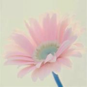 小太阳未来好好的