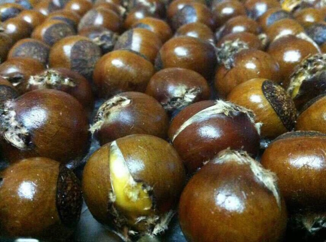 烤栗子（懒人版）