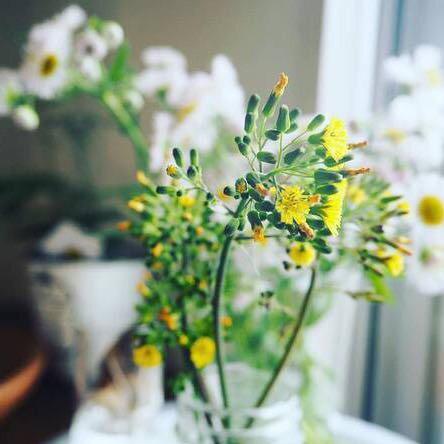 桃李春风爱丽丝