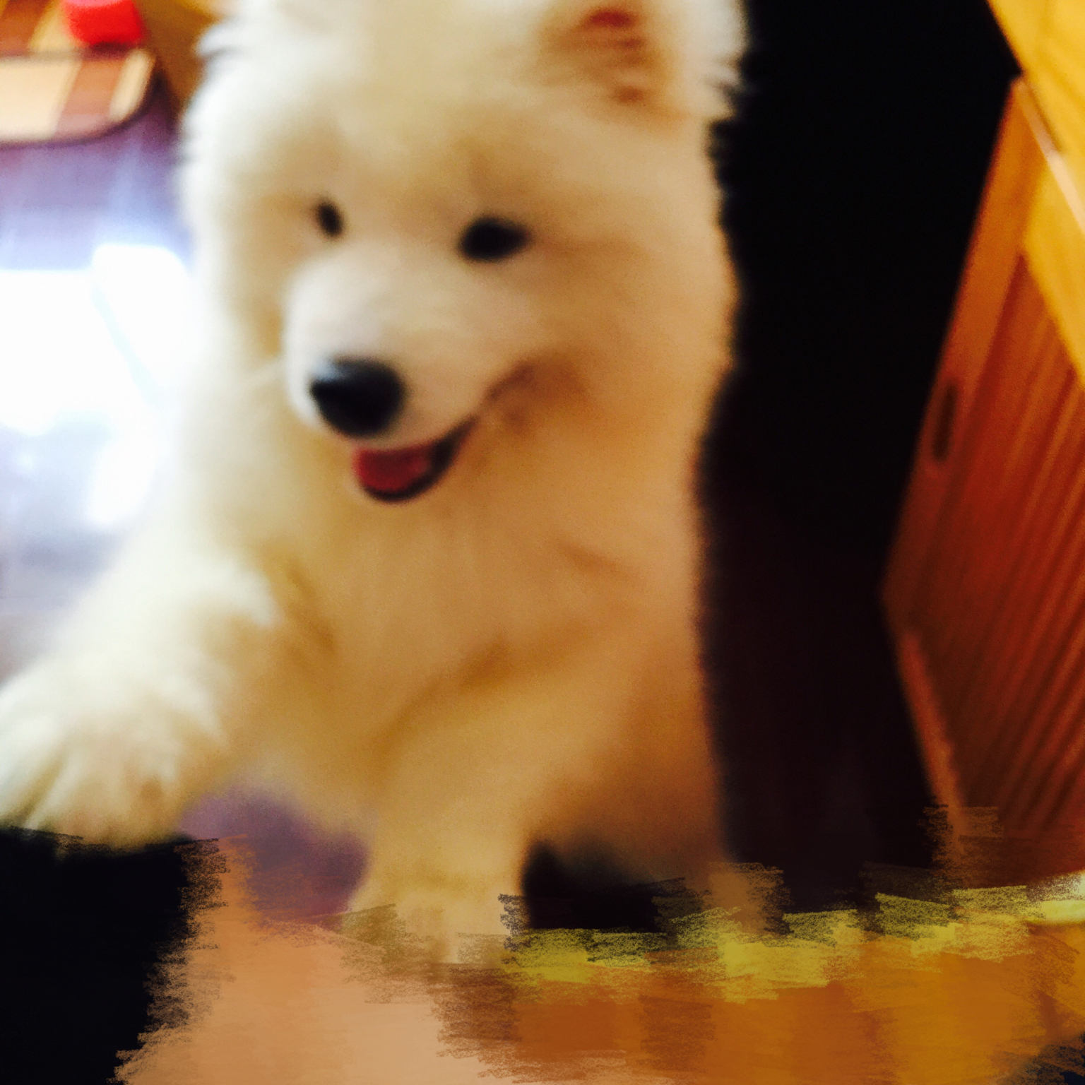 狗狗磨牙零食之三文鱼饼干