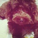 将离是希孟的迷妹