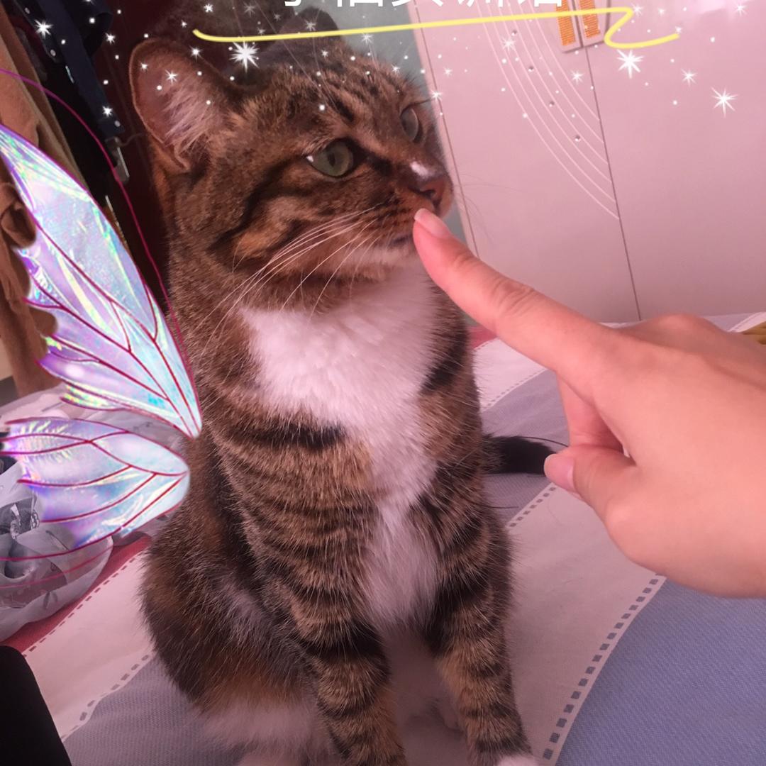 Ms_将离