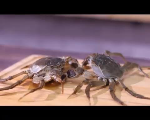 紫苏蒸大闸蟹（视频教学）的做法