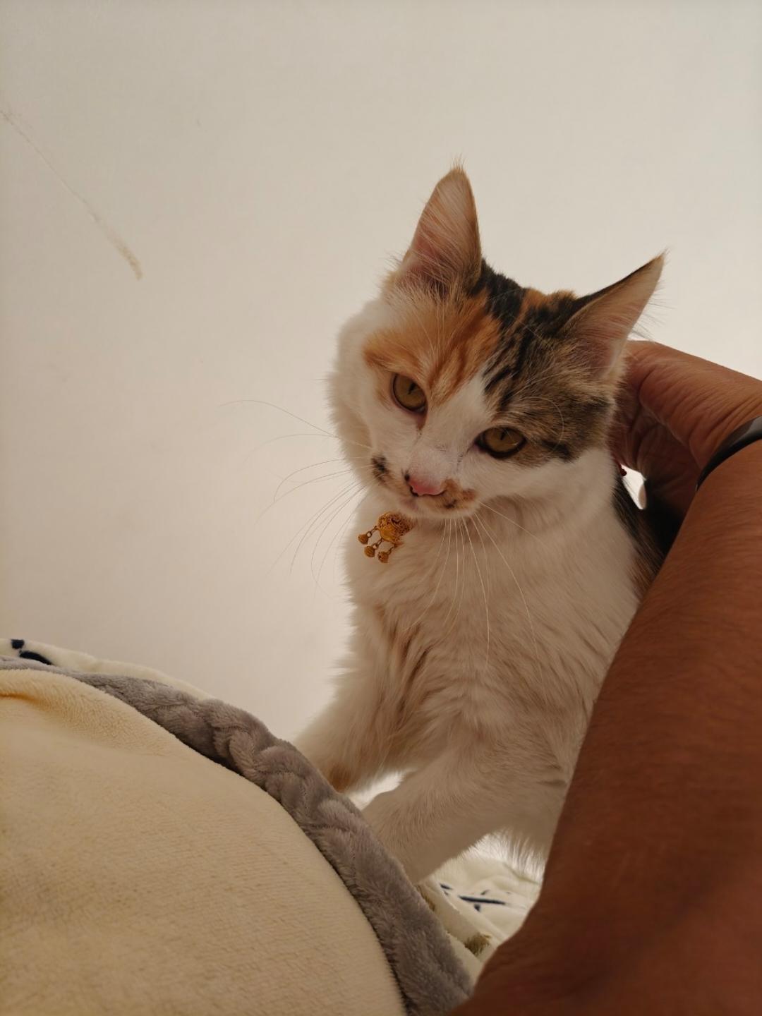 清萧奈几何