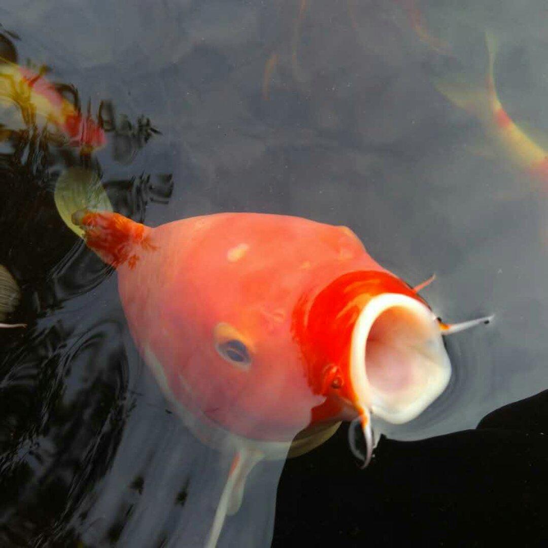 任性的孩子