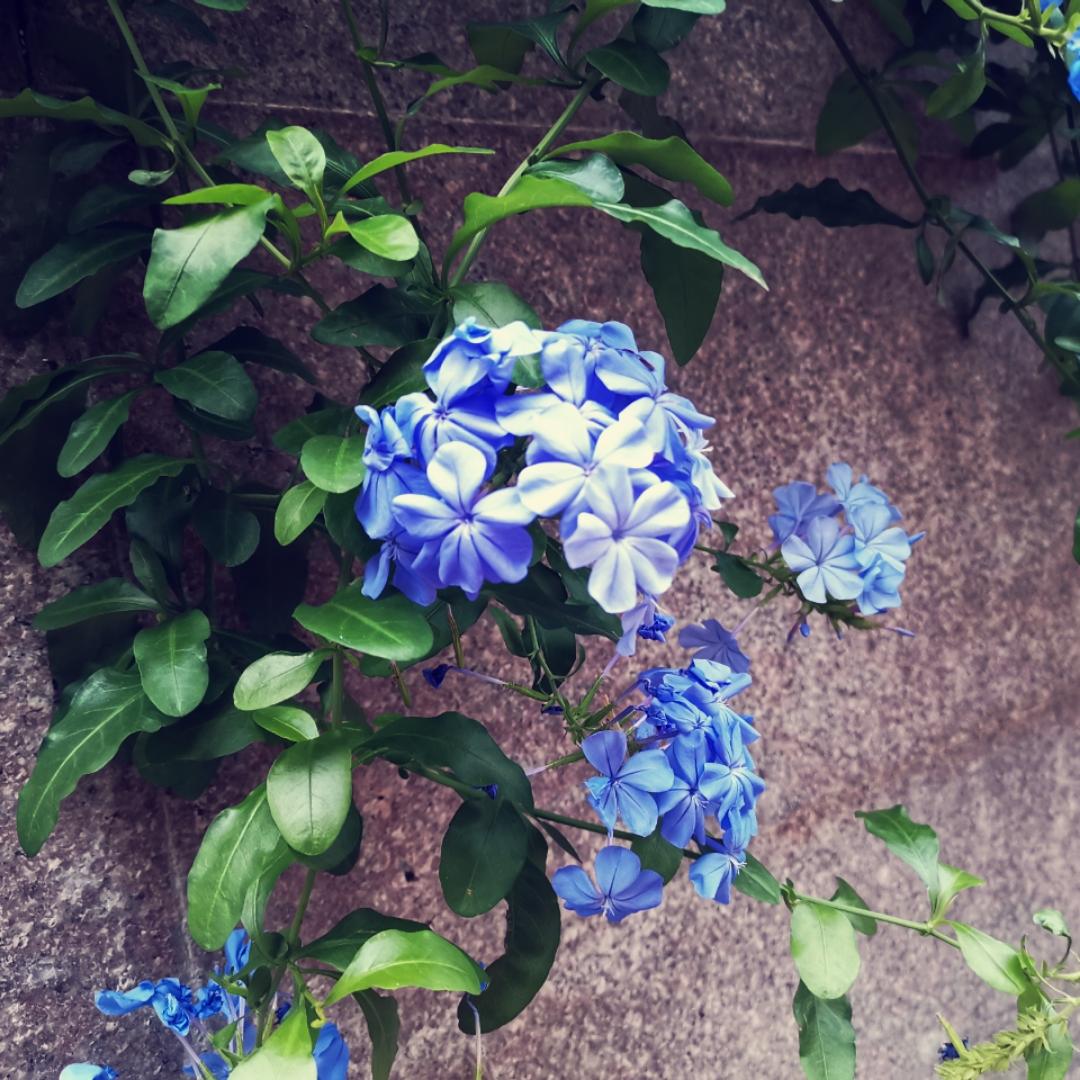 NicoleLiang梁小鱼