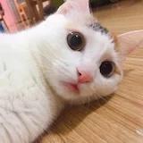 Karen喵小姐