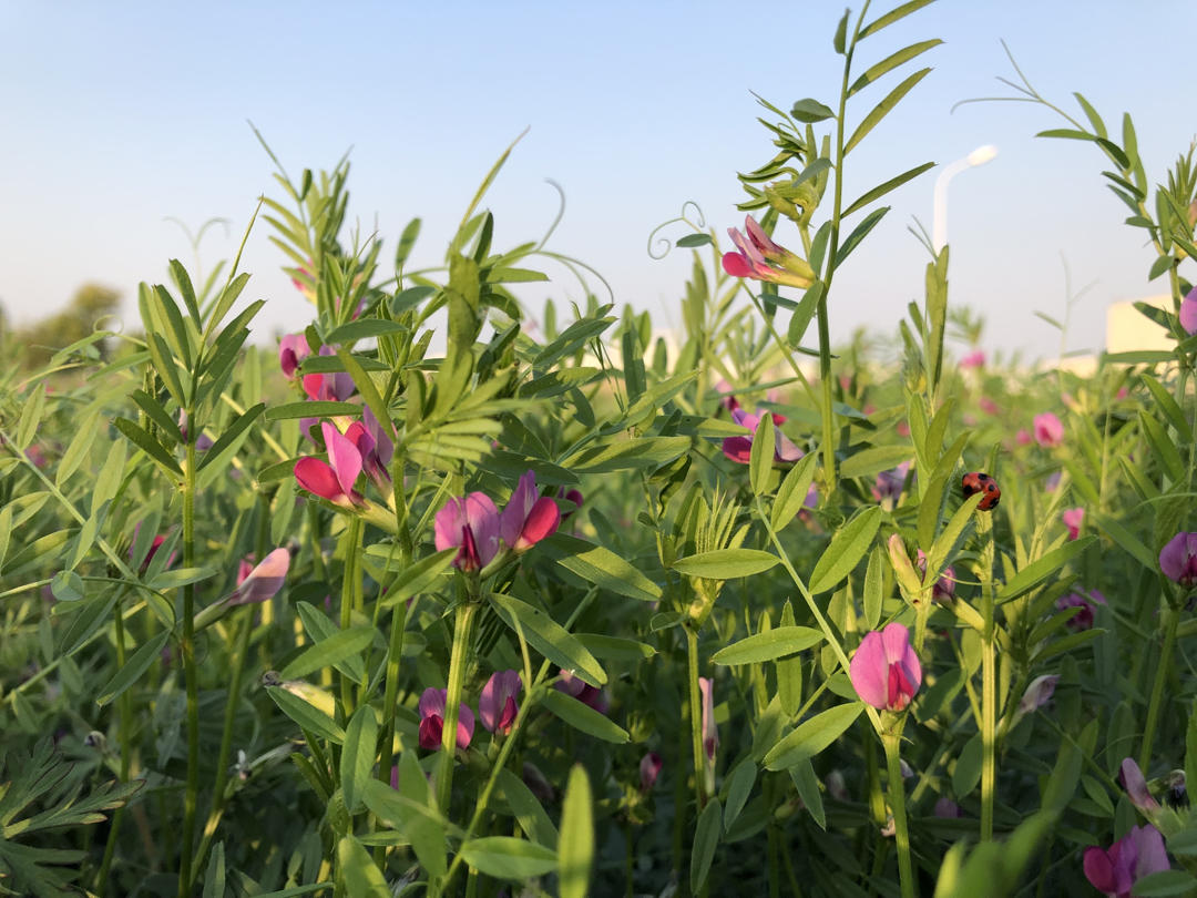 苕菜的吃法