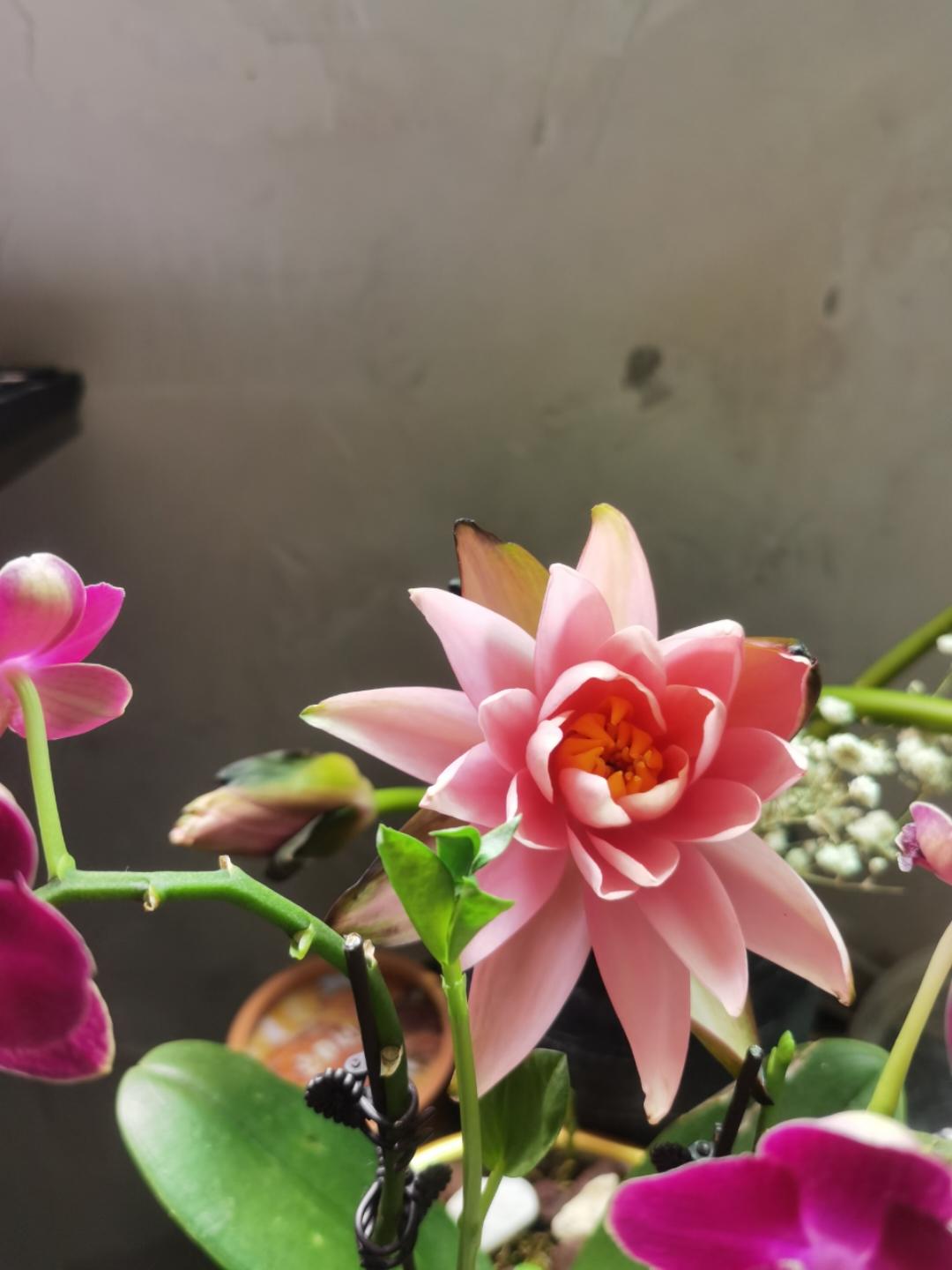 芝麻老师