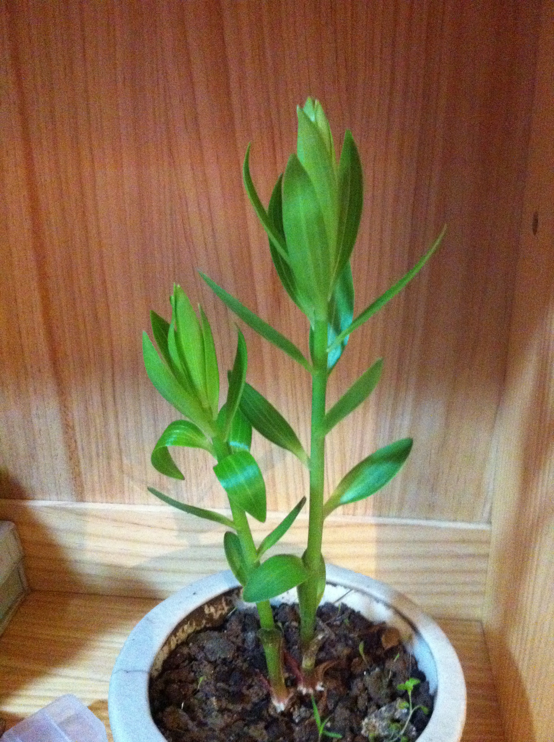 我的阳台我做主.我的名字叫小煮.