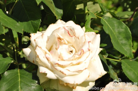 Fount  [(￣︶￣)]