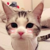 猫婆婆家