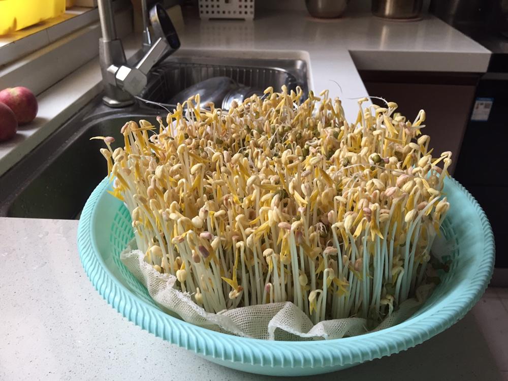 自制豆芽