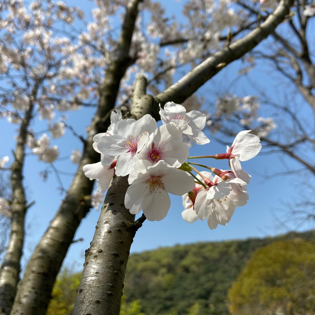 littleCC的妈妈