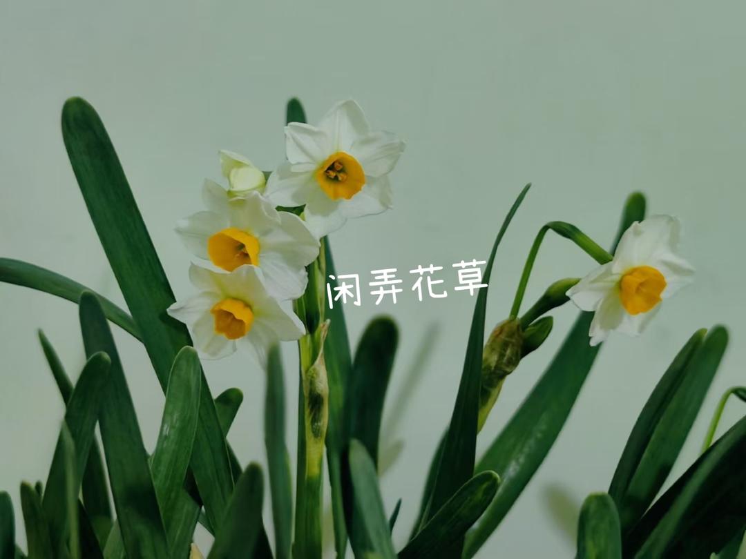 DIY面食-水仙馒头