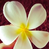 Daisylee2552