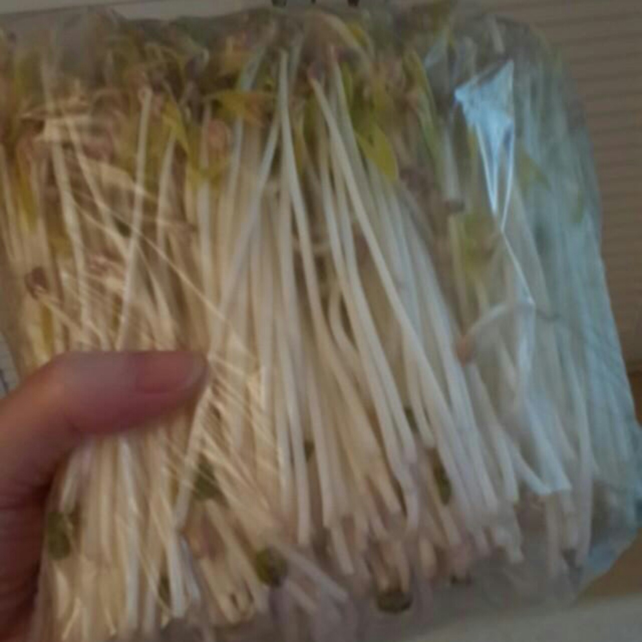 自制豆芽