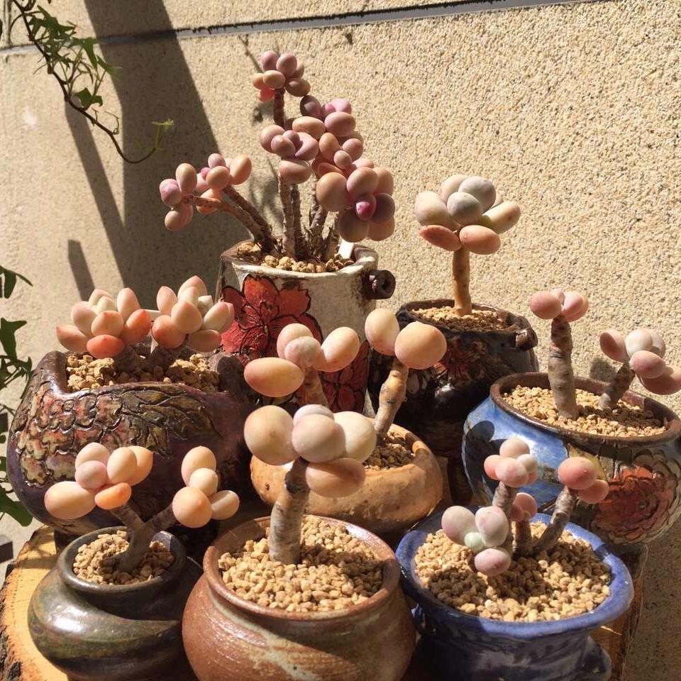 不吃鱼的猫星人