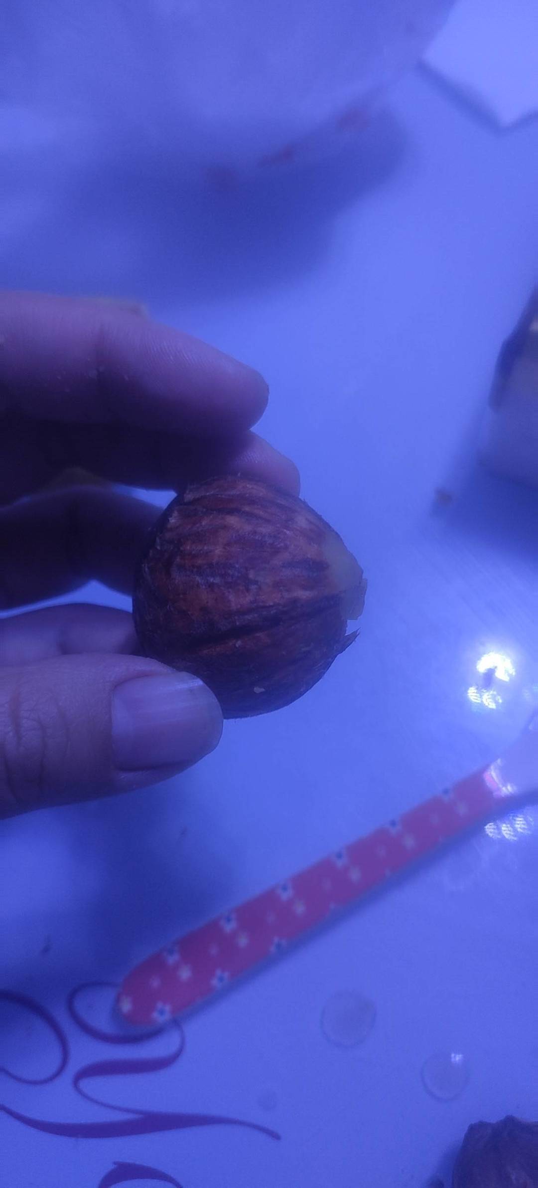 生板栗剥皮小技巧，各个光溜又完整！