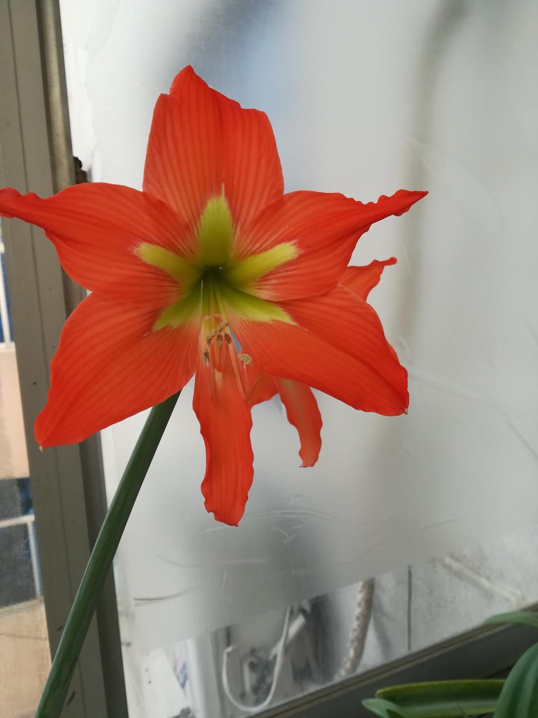 我的花花草草
