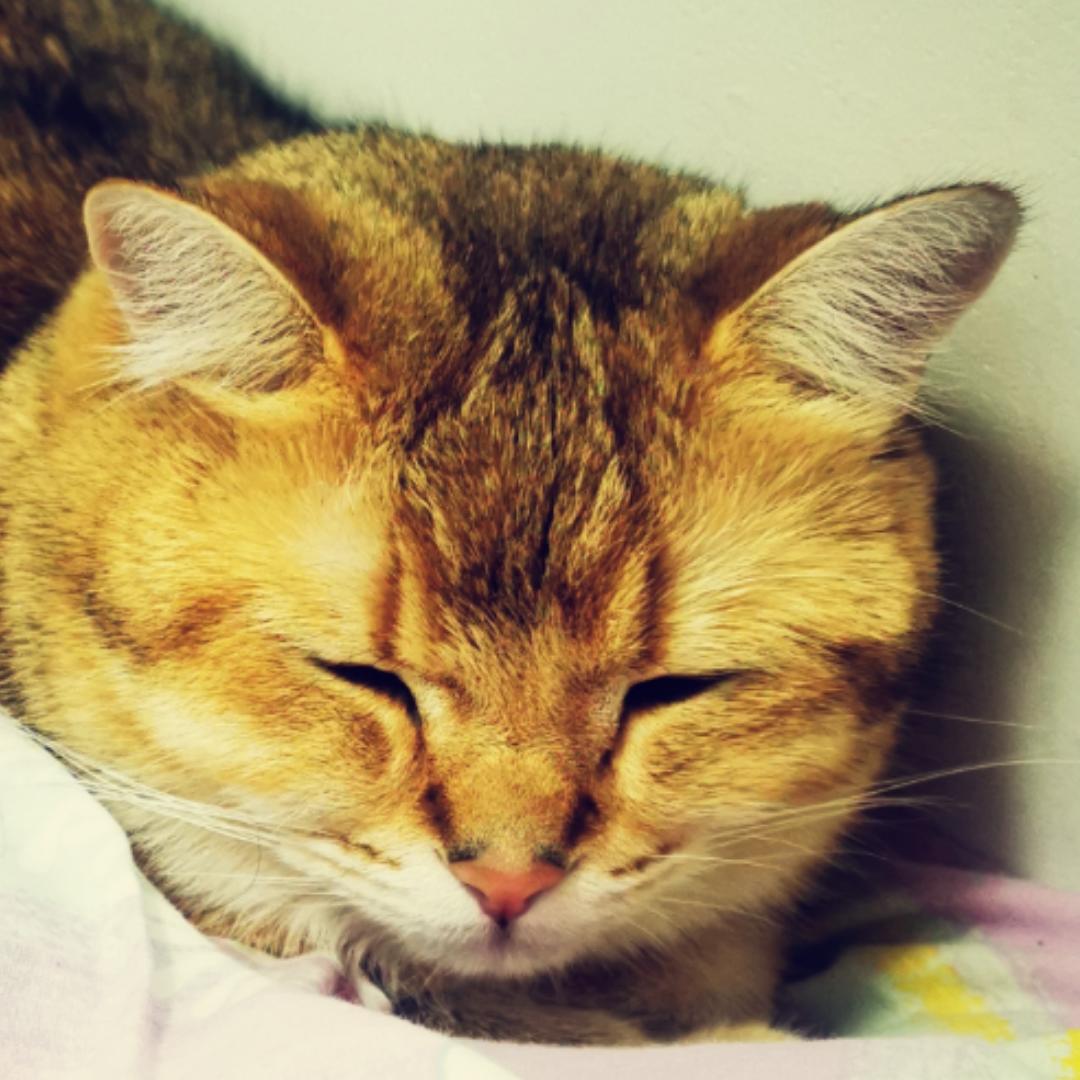 蛋黄哥哥爱吃草