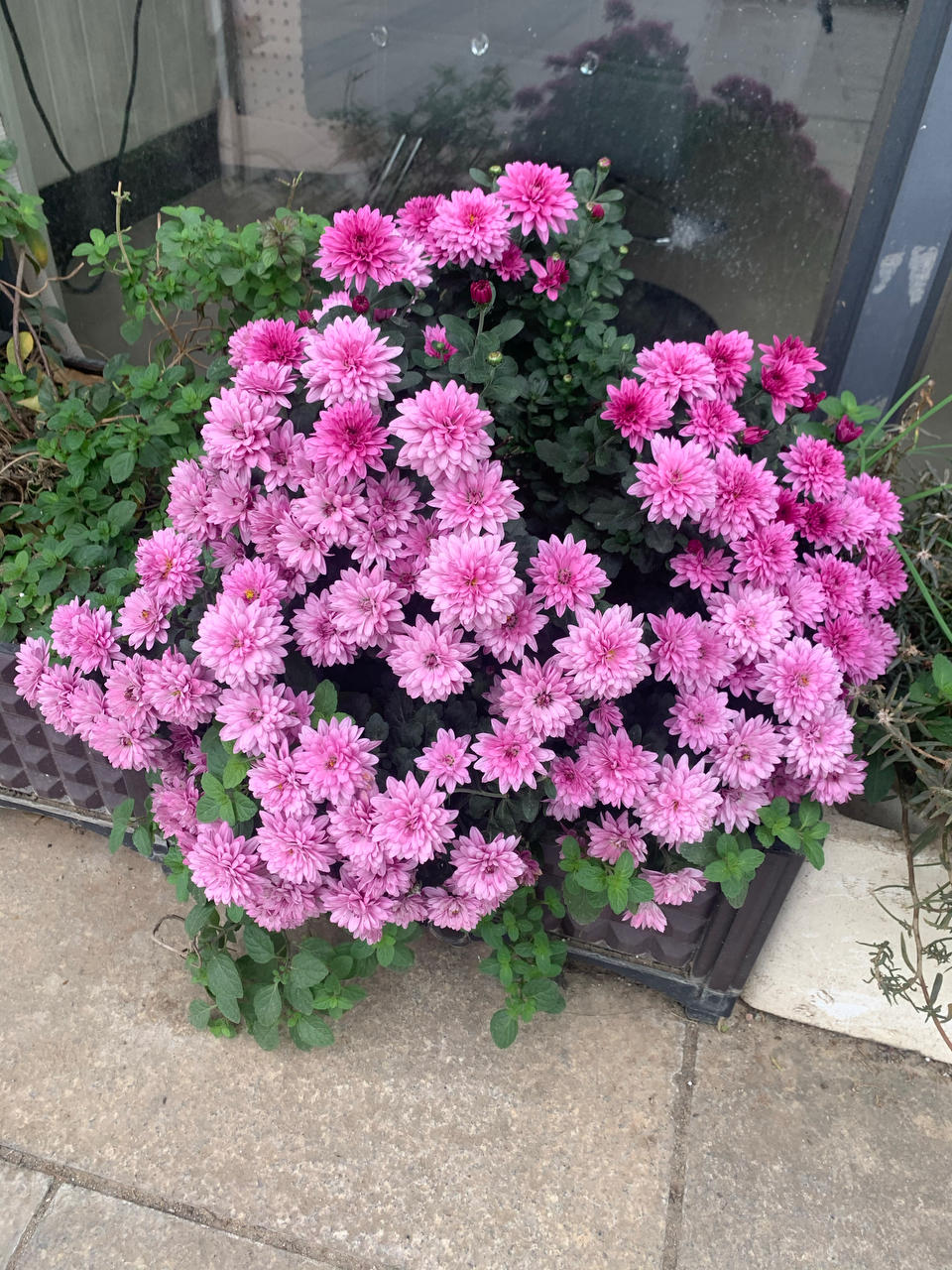 爱吃苦瓜的茄子